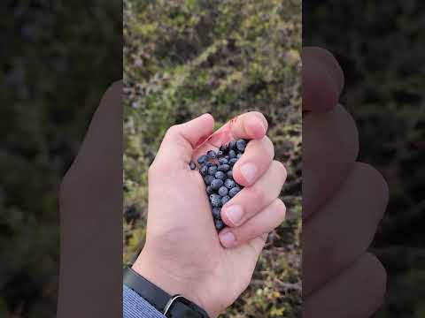 ذقتو البربريس اللبناني  اكسبلور