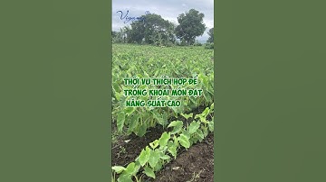 KỸ THUẬT TRỒNG KHOAI MÔN -1 #vietgiaminh #khoaimon #Caytrong #phanbon #vigami