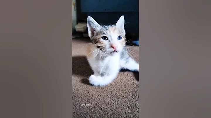 Video 6520621: cats catlover kitten cute, adorable cats catlover baby, kitten asian cats, cat kitten dog animal, cat black funny kitten, funny cats cutest kittens