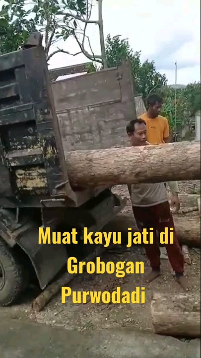 muat kayu jati di Grobogan Purwodadi # @raikan ngandong