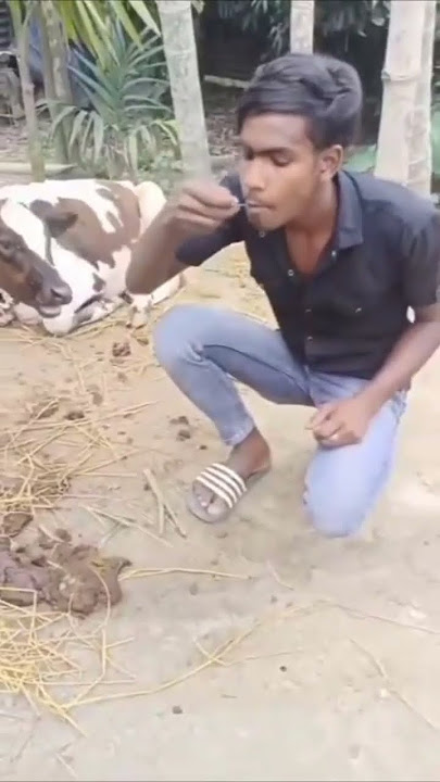 JANGAN  DI TONTON MAKAN KOTORAN SAPI