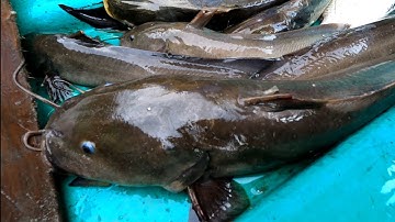 Giăng Câu Cá Ngát hơn một tháng rồi mới câu lại | GĐCG #864