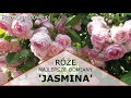 Ra pnca jasmina