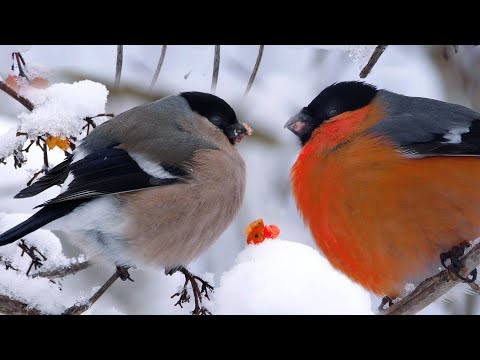 Видео: Bullfinches in all their glory are ready for Christmas. And you? | Film Studio Aves