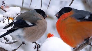 Bullfinches in all their glory are ready for Christmas. And you? | Film Studio Aves