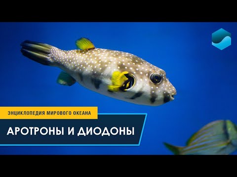 Аротроны и Диодоны - Энциклопедия Мирового океана