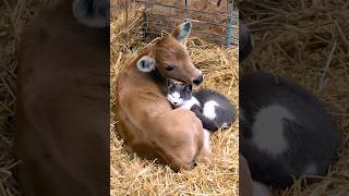little cow best friends with a cat #cat #cow #cowvideos #catvideos #catlover #cowlover #goru #billi