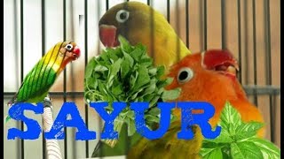 Jenis sayuran yang bisa menurunkan birahi lovebird