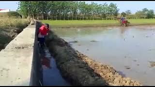 bajak traktor, aktivitas warga pagi hari bajak traktor sawah, di desa petarukan jawa tengah,