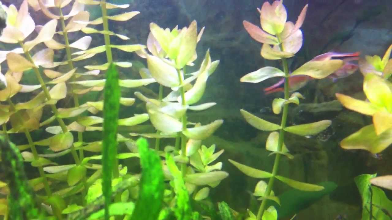 Harlequin Rasbora trying to lay eggs (Trigonostigma heteromorpha) YouTube