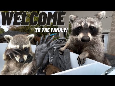 Video: Raccoon Orphaned Melahirkan Dalam Keluarga Dengan Anjing, Kini Memikirkan Dia Satu Daripada Mereka!
