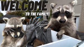 Unbelievable Encounter: Mother Raccoon Welcomes 4 Adorable Babies Into Her Family | Part 2