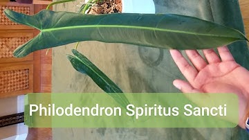Unboxing a real unicorn - Philodendron Spiritus Sancti