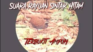 Untuk Para Pemburu, suara sintar terbaru.....Josssss..!!!