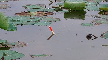 Câu Cá , Trời Mưa Lâm Râm Đụng Bầy Rô Phi To Ăn Như Ch.ế.t Đói Bỏ Xuống Là Dứt Liền