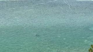 Bull shark at Biscayne National park