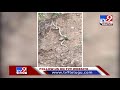 Video of huge King Cobra in Himachal Pradesh leaves netizens in shock - TV9