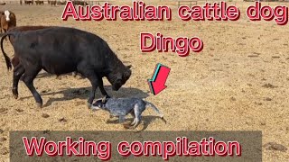 Australian cattle dog Dingo working compilation || blue heeler working