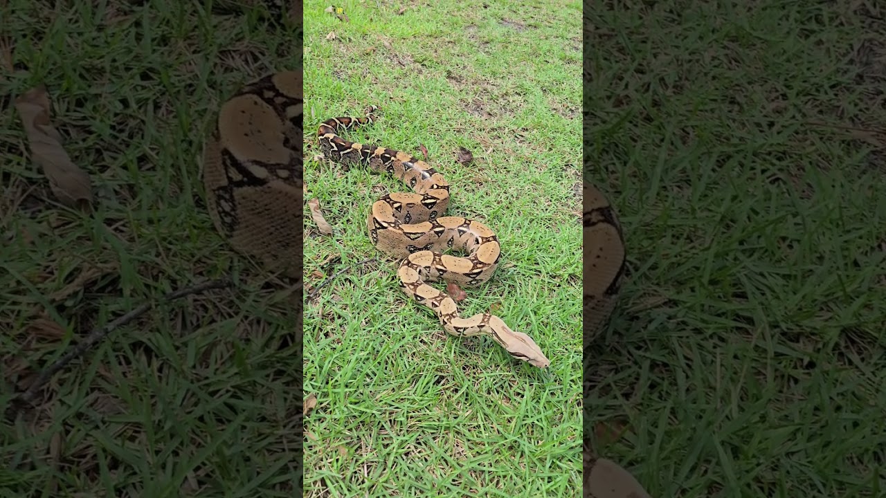 Pandora my Normal BCI #