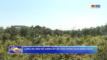 Long An: Bảo vệ vườn cây ăn trái trong mùa nắng nóng | LONG AN TV