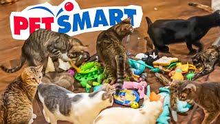 Donating PetSmart Toys to a Cat Cafe