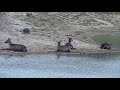 Djuma: Waterbucks resting at edge of the dam - 09:50 - 12/25/21