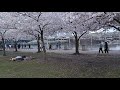 SAKURA IN PORTLAND, SPRING IN OREGON, SAKURA OR CHERRY BLOSSOMS, ЦВЕТУЩИЕ ВИШНЕВЫЕ ДЕРЕВЬЯ В АПРЕЛЕ