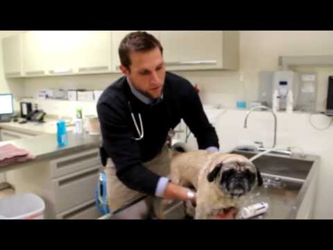 how-to-give-your-pet-a-medicated-bath-by-st.-paul-pet-hospital