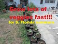 My Top 6 Summer vegetables for South Florida. Grow food fast that lasts all summer!