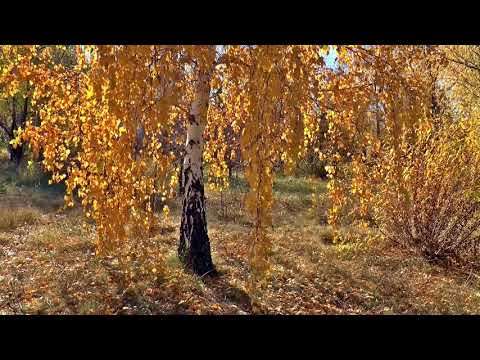 გია ყანჩელი_ყვითელი ფოთლები