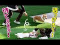 犬と人間、本気の追いかけっこ！！勝つのは…？