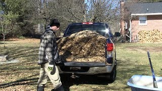 Free Wood Chips For the Chicken Run