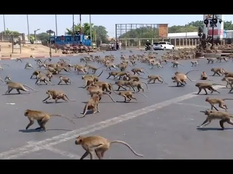 Hundreds of hungry monkeys terrorise Thai city after coronavirus drives tourists away