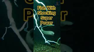 Amazon’s Fish With a Shocking Superpower ,Electric Eel #nature #science #facts