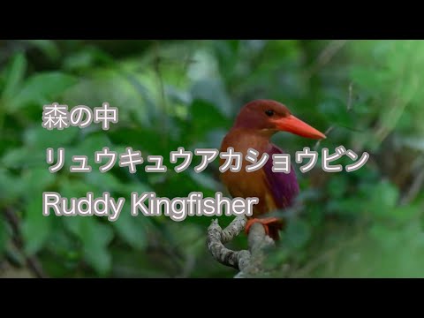 【森の中】リュウキュウアカショウビン Ruddy Kingfisher
