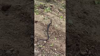 baby cobra 🐍 snake, #nature #naturelovers #naturephotography #snake #snakevideo