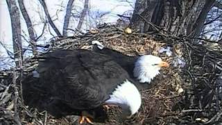 Decorah Eagles,Shift Change,Dad With Soft Nest Material\&Mom With Branch,3\/6\/15