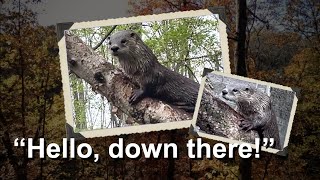 River otter climbs up tree for a better view!  (4K 60FPS)