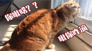 家猫和野猫谁斗得过谁