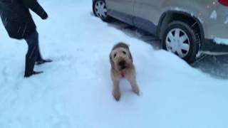 Airedale terrier dog excited to see owners