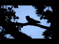 Nightjar calling