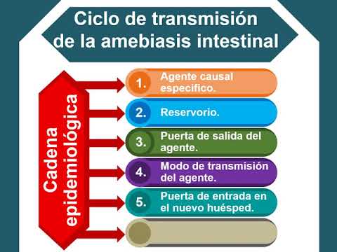 modo de transmision de la amebiasis modo de transmision de la amebiasis