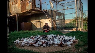 Уникальная Игра бойных голубей в Казахстане ( Сергей Афанасьев , г.Павлодар , Казахстан )