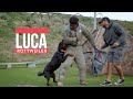 LUCA THE ROTTWEILER UPDATE