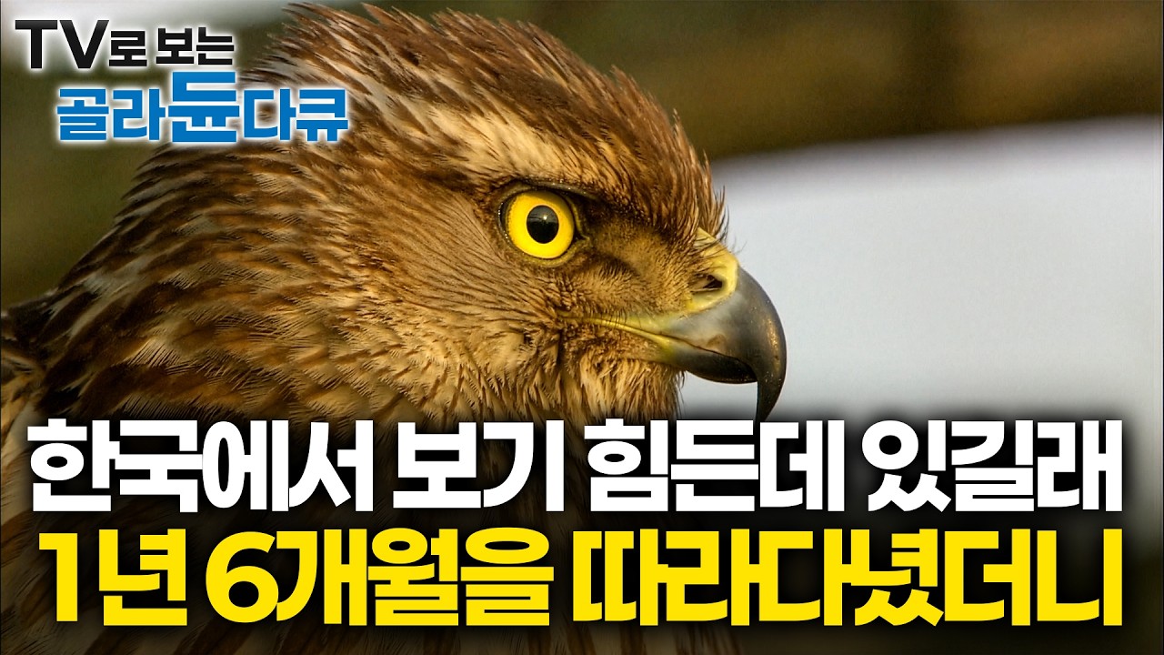 국내 최초로 기록된 참매의 사계절. 육안으로는 절대 못 보는 비행술을 고속 카메라로 찍어봤더니｜참매의 탄생부터 성장 과정까지｜다큐프라임｜#골라듄다큐