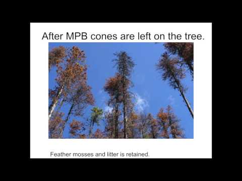 Video: Quali alberi hanno i coni serotinosi?