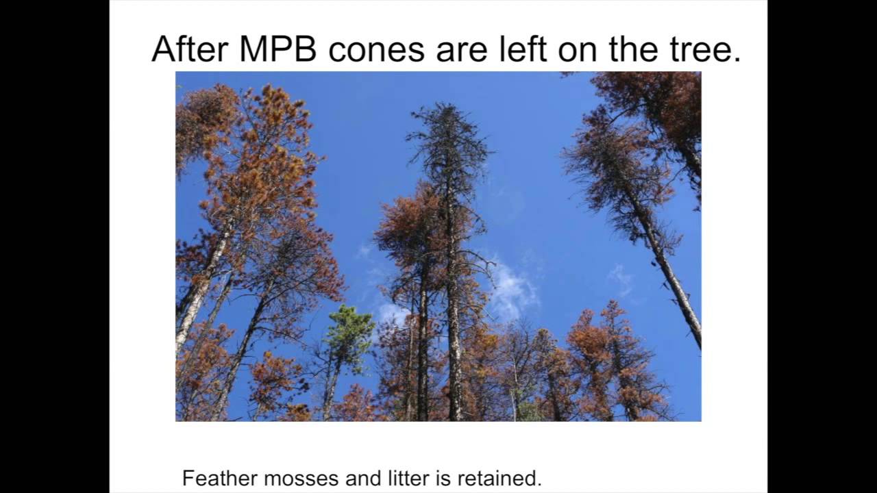Vic Lieffers - The keys to successful natural regeneration of serotinous pine Part 1