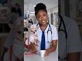 Welcome to Logical Experiences with Nurse Abayomi #hospital #nurse #chihuahua #cutealert