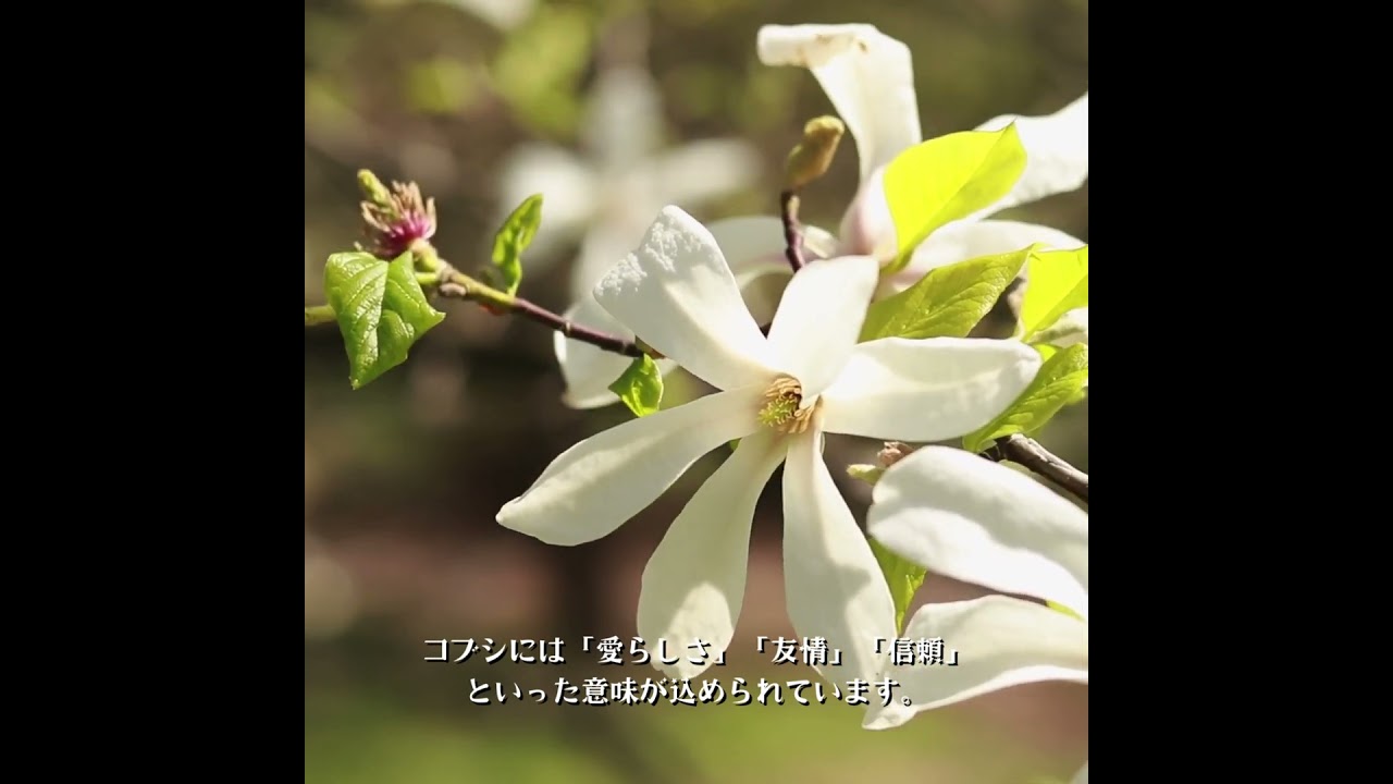 3月13日 マグノリアの魅力—春の訪れを告げる芳香 #マグノリア #辛夷