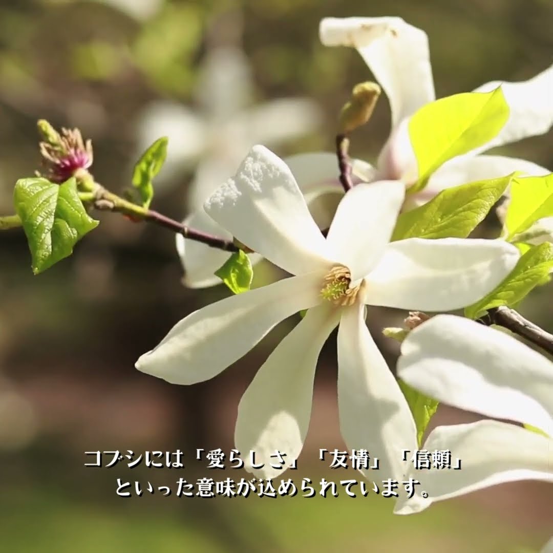 3月13日 マグノリアの魅力—春の訪れを告げる芳香 #マグノリア #辛夷
